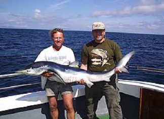 Valentia Island: Erste Blauhaie der Saison