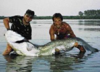 Wels-Klopfer in Bella Italia