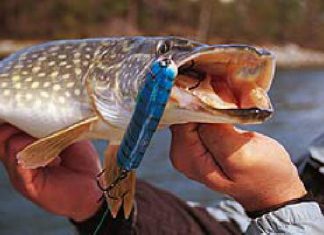 DER RAUBFISCH 5/2005