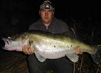 Zander-Klopper aus der Donau