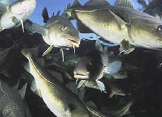 Norwegen: Kabeljau nicht gefährdet