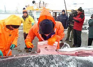 Toter Finnwal in Stralsund seziert