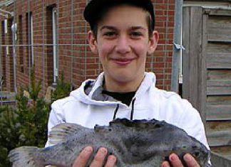 Seehase aus dem Fehmarnsund