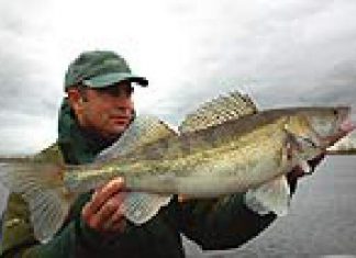 DER RAUBFISCH 3/2006