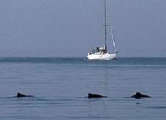 Ostsee: Schweinswale sterben aus