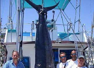Blue Marlin von 278 Kilo