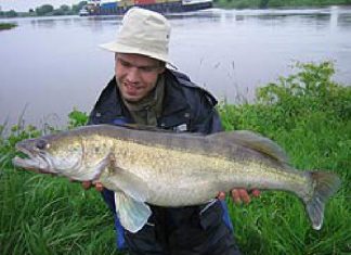 Dicke Zander aus Wümme und Weser