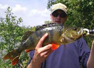 50 Zentimeter Barsch!