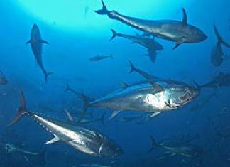 Thunfisch vor dem Kollaps