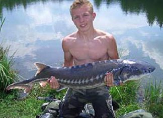 Stör aus der Steiermark