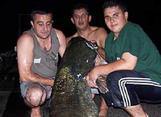 Riesenwaller aus Stuttgart