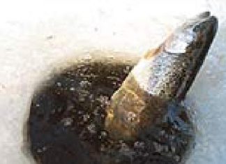 DER RAUBFISCH 1/2007