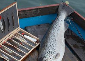 Der „Weißenseelachs“ ist zurück