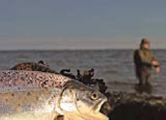 DER RAUBFISCH 2/2007