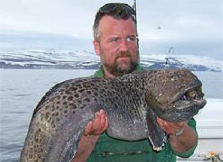 Island: Paradies für Meeresangler