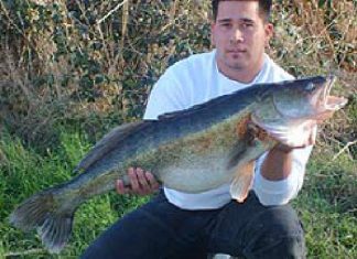 Stachliger Frühlingsbote