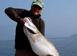 50 Pfund – ja oder nein?