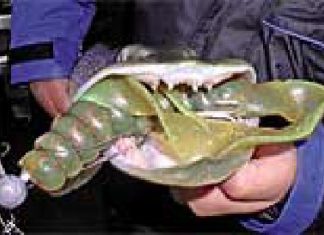 DER RAUBFISCH 3/2007