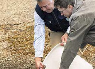 Aale für den Nord-Ostsee-Kanal