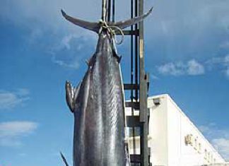 Neuer Marlin-Weltrekord