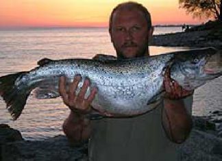 Seeforelle aus dem Bodensee