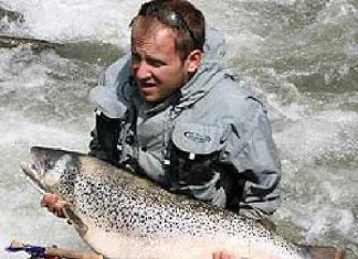 Riesenforelle aus der Möll