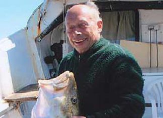 Junidorsch mit 36 Pfund