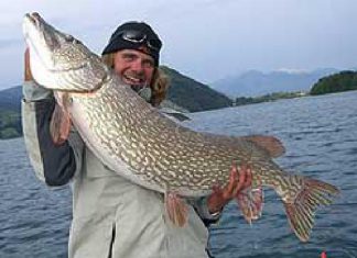 43 Pfund auf toten Köderfisch