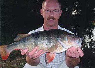 Ausnahmebarsch aus dem Main