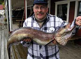 Blaulengs vor Tysnes