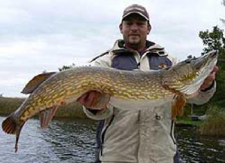 Deutscher siegt beim Gäddfestival