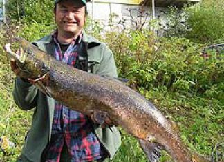 Toller Lachs von Tysnes