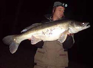 Nachts beißen die Zander