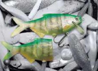 Fanshop – mehr Biss!