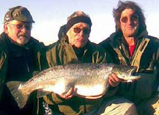 Meerforelle von fast 19 Pfund