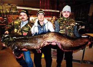 Waller aus der Warnow