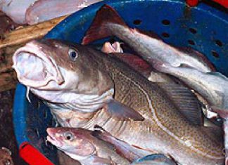 Kabeljau vor dem Kollaps