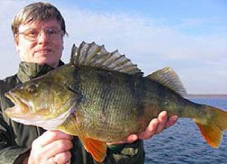 Geheimtipp für Großbarsche