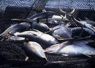 Thunfische werden erforscht