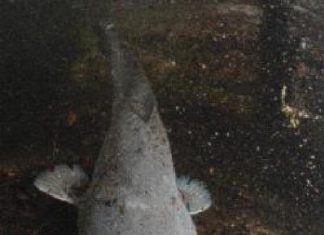 Räuber-Steckbrief „Wels“