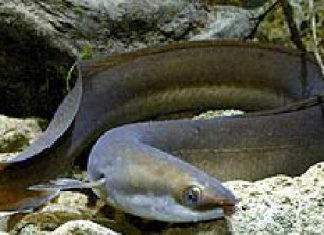 Fisch des Jahres 2009: Der Aal