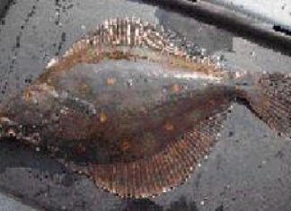 Flachmänner für Kutterangler