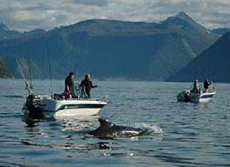 Grindwale im Romsdalfjord