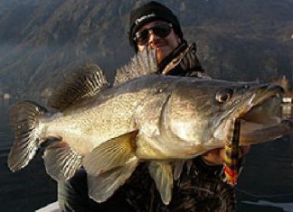 Italienische Zander