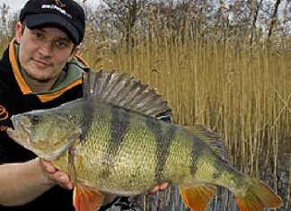 Riesenbarsch aus Dänemark