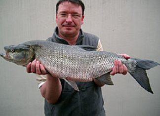 Rapfen aus dem Edersee