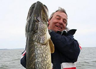 Brummer aus den Bodden