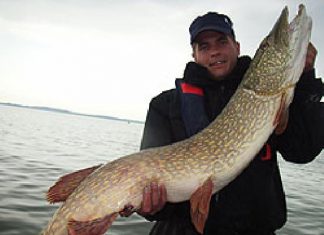 Drei Meterhechte an einem Tag