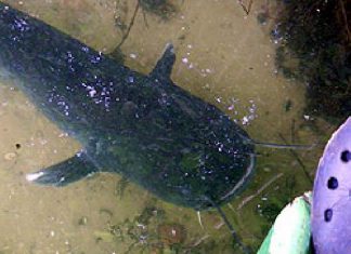 Waller bei der Brutpflege