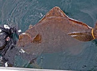 100-Kilo-Heilbutt beim Ködertest